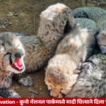 कूनो नॅशनल पार्कमध्ये KGP21 मादी चित्त्याने जन्म दिलेली पाच नवजात चित्त्याची पिल्ले