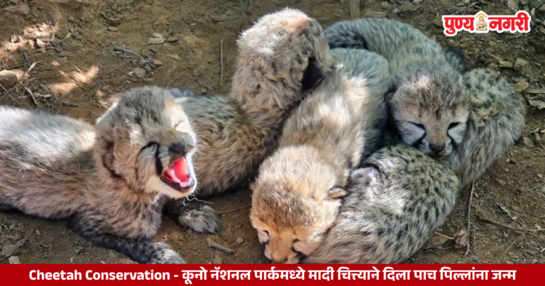 कूनो नॅशनल पार्कमध्ये KGP21 मादी चित्त्याने जन्म दिलेली पाच नवजात चित्त्याची पिल्ले