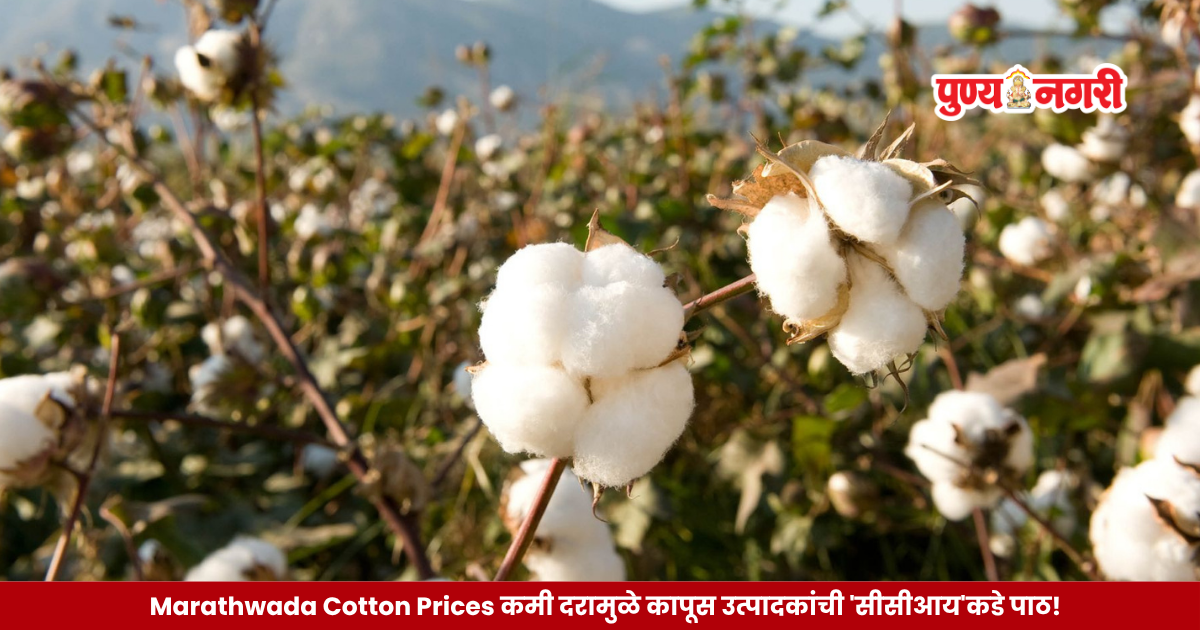 Cotton farmers in Marathwada bring harvested cotton to market as private buyers offer better prices than CCI procurement centres.