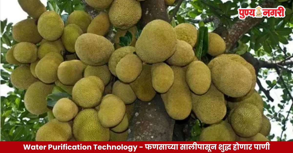 Jackfruit peel based water purification technology developed by NIT Rourkela researchers to remove fluoride from contaminated water