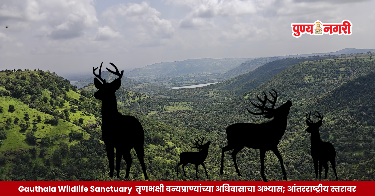 Nilgai and wild boar in the forest and grassland habitat of Gauthala-Autramghat Wildlife Sanctuary in Maharashtra.