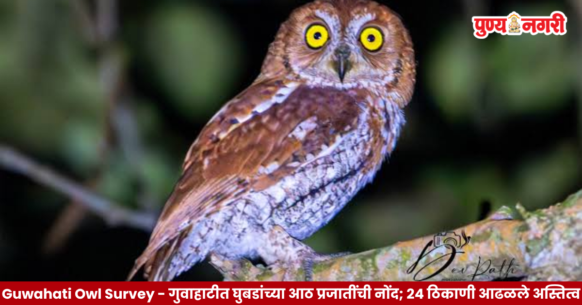 Eight owl species recorded during a scientific wildlife survey across 24 locations in Guwahati, Assam.
