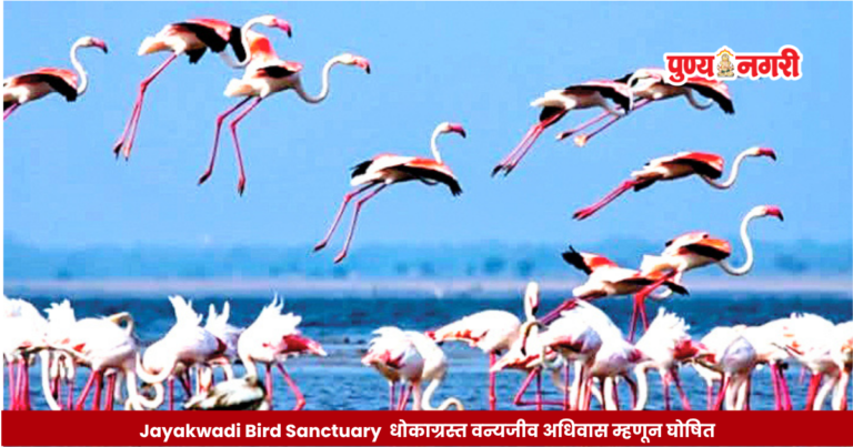 Jayakwadi Bird Sanctuary critical wildlife habitat जायकवाडी पक्षी वन्यजीव अभयारण्य धोकाग्रस्त वन्यजीव अधिवास म्हणून घोषित, 14 संवर्धन राखीव क्षेत्रे घोषित