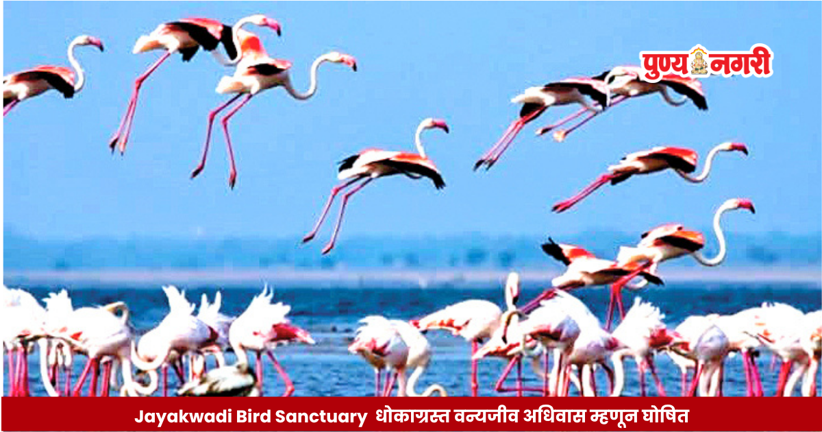 Migratory and resident waterbirds in the wetlands of Jayakwadi Bird Sanctuary in Maharashtra, a major habitat for bird conservation.