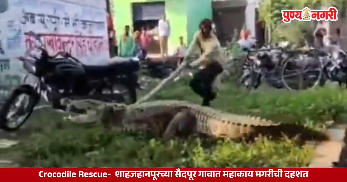 शाहजहानपूरच्या सैदपूर गावात मानवी वस्तीत शिरलेल्या महाकाय मगरीचे वनविभागाकडून रेस्क्यू ऑपरेशन