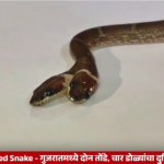 गुजरातच्या दाहोदमध्ये आढळलेला दोन तोंडे आणि चार डोळे असलेला दुर्मिळ वुल्फ स्नेक
