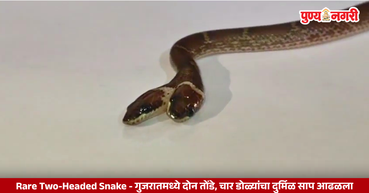 गुजरातच्या दाहोदमध्ये आढळलेला दोन तोंडे आणि चार डोळे असलेला दुर्मिळ वुल्फ स्नेक