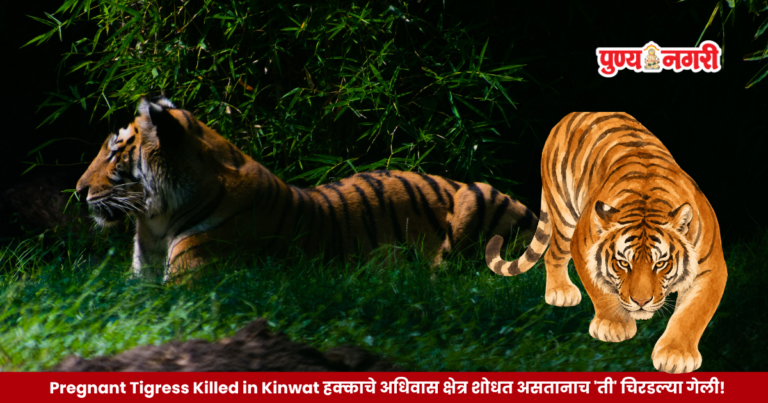 Pregnant Tigress Killed in Kinwat : हक्काचे अधिवास क्षेत्र शोधत असतानाच ‘ती’ चिरडल्या गेली! 2026