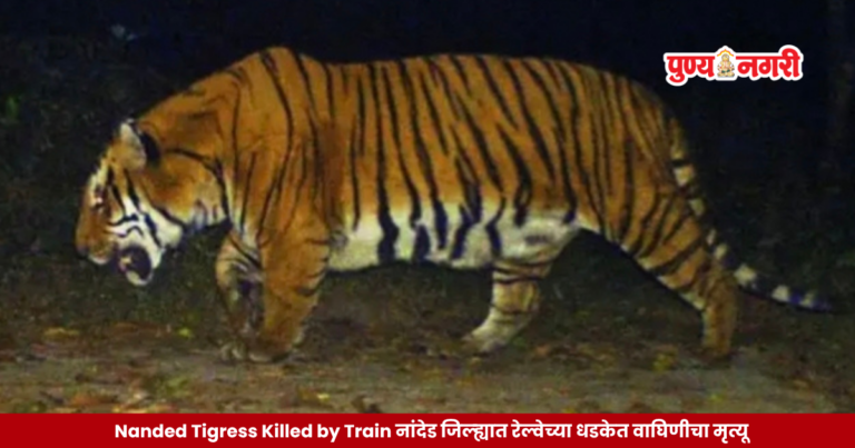 Nanded Tigress Killed by Train- नांदेड जिल्ह्यात रेल्वेच्या धडकेत वाघिणीचा मृत्यू